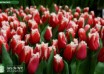 Tulipa New Santa ® (2)